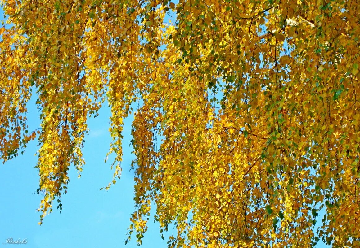 Желтые березки. Береза желтая Betula lutea. Береза желтая (Betula costata). Золотая Березка. Желтая береза Канада.