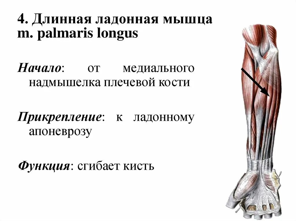 Сухожилие длинных мышц. Длинная ладонная мышца рудимент. длинная ладонная мышца анатомия. сухожилие длинной ладонной мышцы. короткая ладонная мышца (m. palmaris brevis).