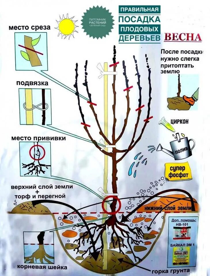 Посадка деревьев плодовых весной саженцев правильная посадка. Схема посадки саженцев плодовых деревьев. Схема посадка саженца плодовых деревьев. Расстояние посадки деревьев саженцев плодовых деревьев.