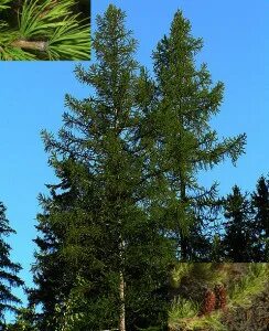 Лиственница даурская описание