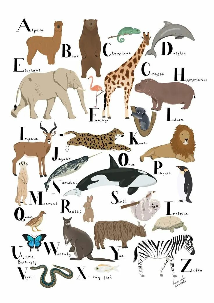 A-Z animals. Схема модели с зоо принтом. A-Z animals Alphabet. An Alphabet of animals.