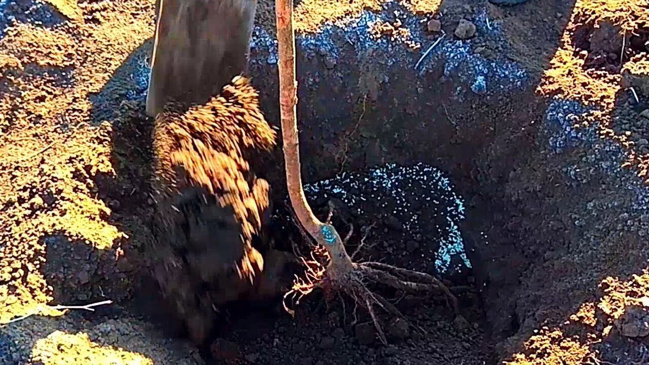 Посадка саженца персика. Посадка персика осенью саженцами в открытый. Корни персика. Посадка персика. Посадка персика.