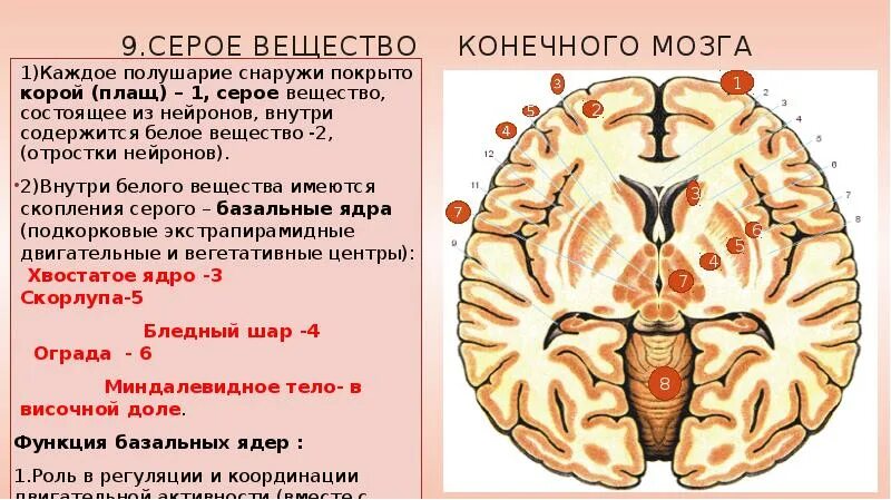 Строение мозга серое и белое вещество. Серое вещество конечного мозга. Конечный мозг серое и белое вещество. Серое вещество конечного мозга расположено. Конечный мозг строение и функции анатомия.