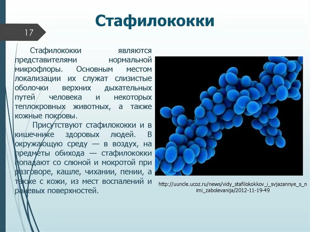 Характеристика Staphylococcus aureus (золотистый стафилококк),. Болезни вызванные золотистым стафилококком. Бактерии стафилококки. Стафилококк описание. Staphylococcus aureus степени