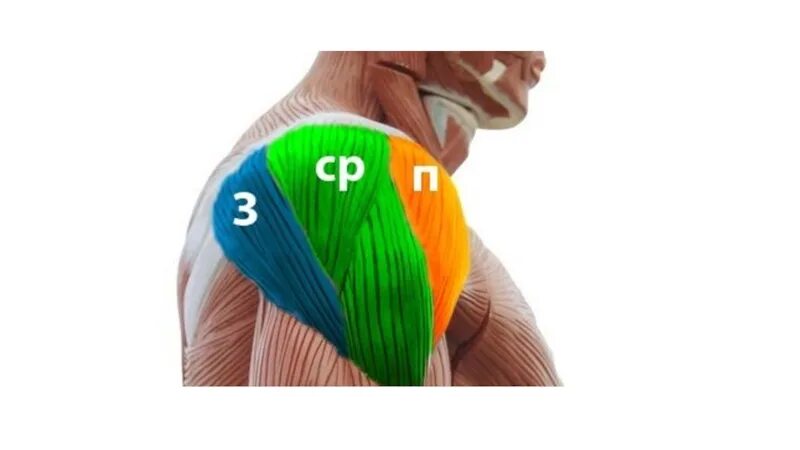 Передние пучки дельтовидных. Дельтовидная мышца атлас. Дельтовидная мышца анатомия. Мышцы плеча дельты. Передняя Дельта анатомия.