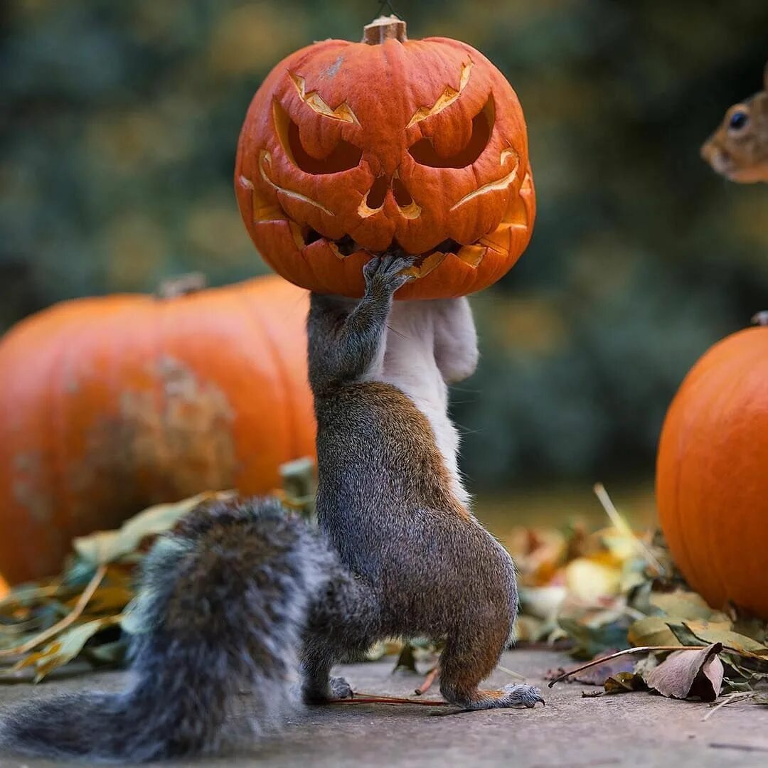 Смешные животные. Осень животные. Белка Хэллоуин. Смешные картинки животных.