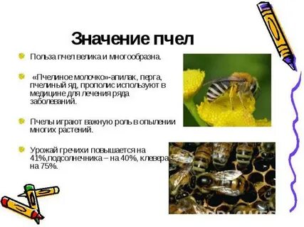 Что означает пчела