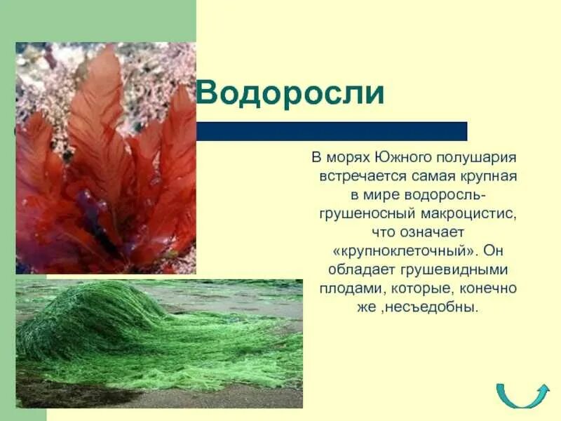 Грушеносный макроцистис. Интересные факты о водорослях. Интересные водоросли и их названия.