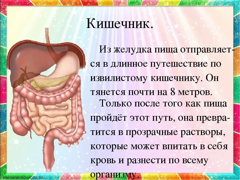 Презентация как работает наш организм 3 класс. Описание кишечника человека. Кишечник картинка с описанием. Кишечник человека кратко. Интересные факты о кишечнике.