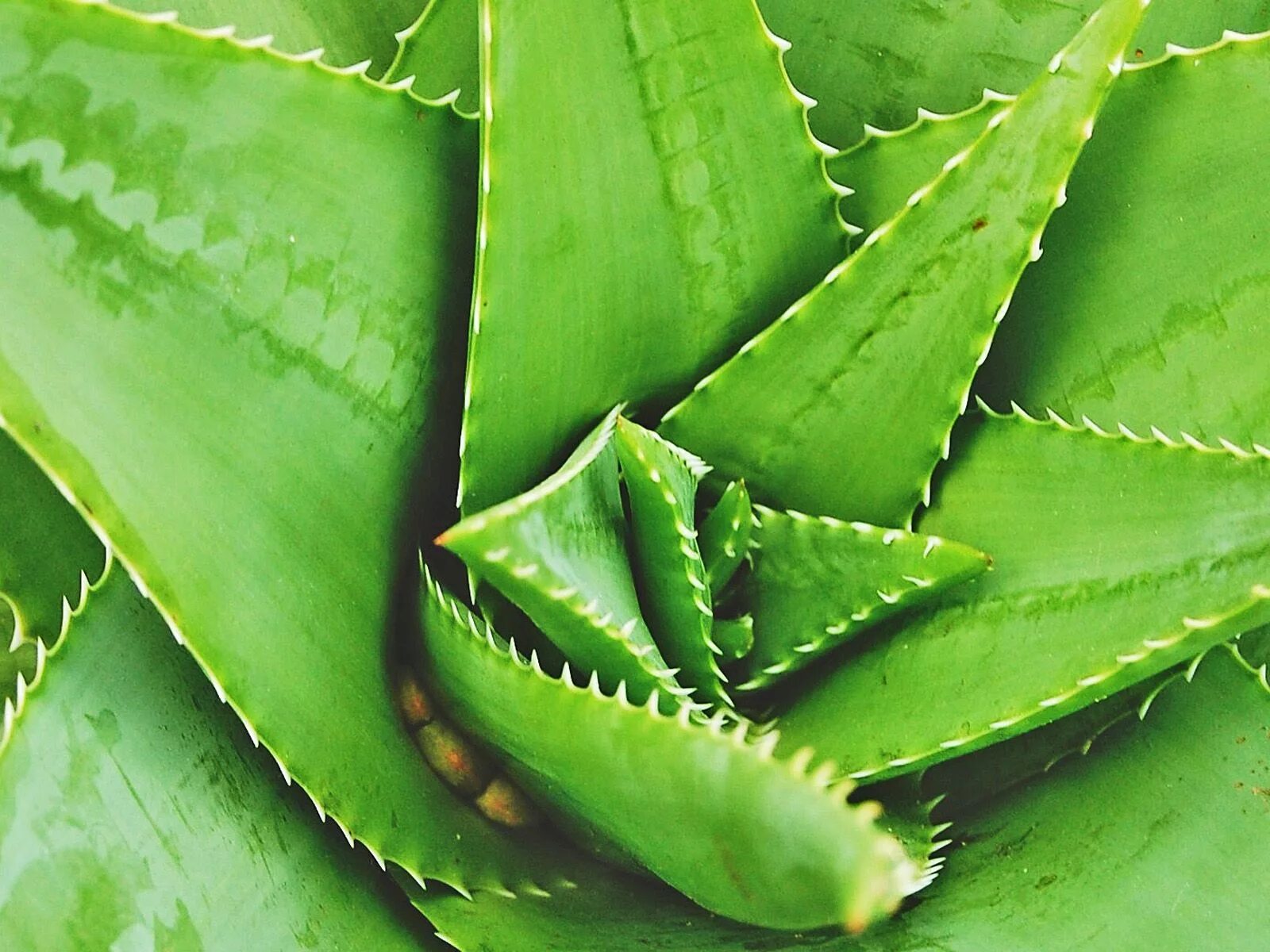 Aloe via