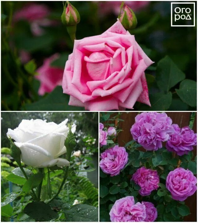 Как отличить розы. Розы ремонтантные сорта Георг Арендс. Розы сорта Георг Арендс. Ремонтантные гибриды роз что это.