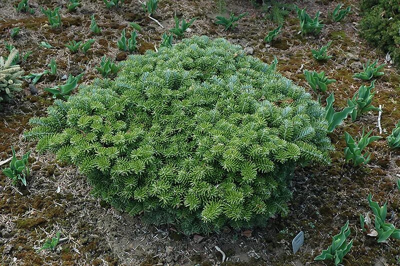 пихта корейская тундра abies koreana 'tundra'. Abies koreana 'tundra'. пихта тундра. Abies koreana 'tundra'. пихта abies koreana tundra.
