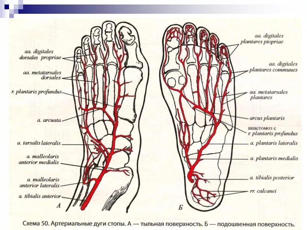 Артерия тыла стопы анатомия. Анатомия артерий стопы человека. Кровеносные сосуды стопы человека схема. Тыльная артерия стопы схема. Область подошвы
