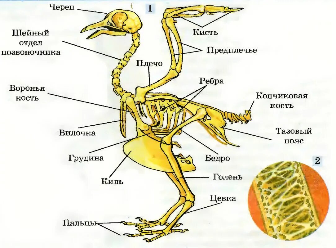 Цевка. Скелет птицы скелет шейный отдел. Внутренне строение птиц скелет. Строение костей голубя. Строение скелета птицы 7 класс.