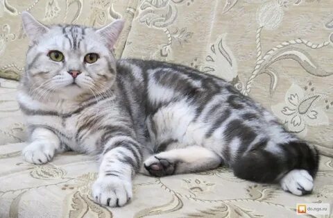 Окрас голубой мраморный