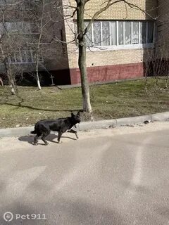 Собаки балашиха