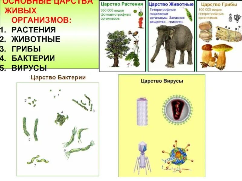 Как можно объяснить разнообразие видов царства животных. Царство растений животных грибов бактерий вирусов. царство живых организмов животные. животные растения грибы бактерии вирусы. бактерии грибы растения животные это царство.