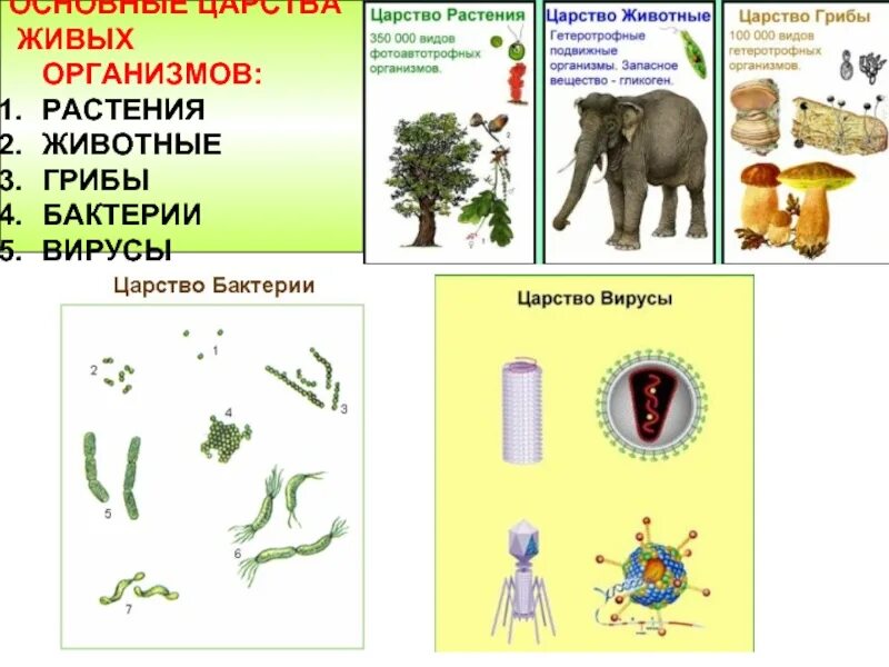 Царства живых организмов вирусы. Царство растений животных грибов бактерий вирусов. Царство живых организмов животные. Животные растения грибы бактерии вирусы. Бактерии грибы растения животные это царство.