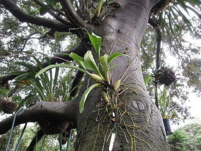 Эпифит и дерево тип. Орхидея фаленопсис в дикой природе. Эпифиты Дендробиум. Эпифиты тропики. Эпифиты орхидеи фаленопсис.