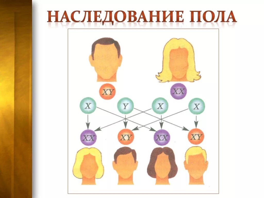 Схема наследования пола человека. Генетическая схема наследования пола человека. Генетика пола наследование. Наследование (биология).