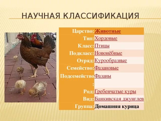 Птицы класс отряд семейство. Классификация курицы. Систематика курицы. Систематика курицы домашней. Систематика животных курица.