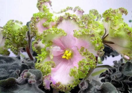 Фиалки фото сорт ле