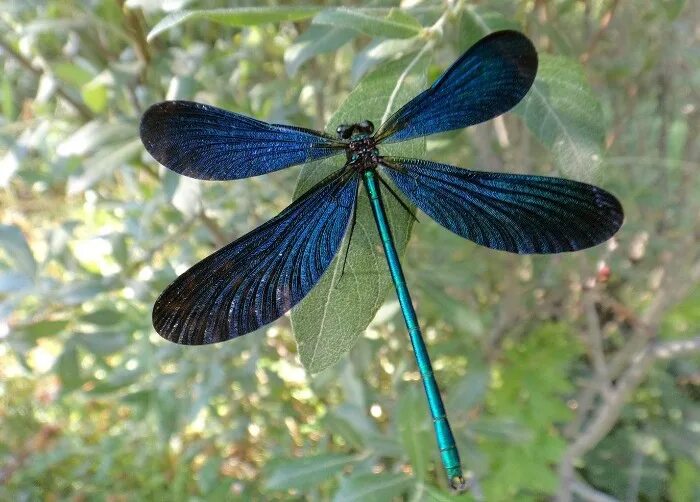 Стрекоза Calopteryx Virgo. Стрекоза красотка темнокрылая. Calopteryx Virgo Linnaeus, 1758. Calopteryx Virgo Dragonfly.
