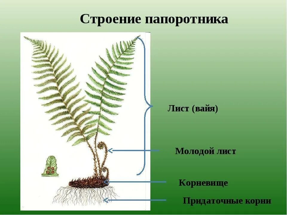 Папоротник Щитовник мужской строение. Вайи и корневище папоротника. Корневище у папоротникообразных. Папоротник Вайя спорангии корневище.