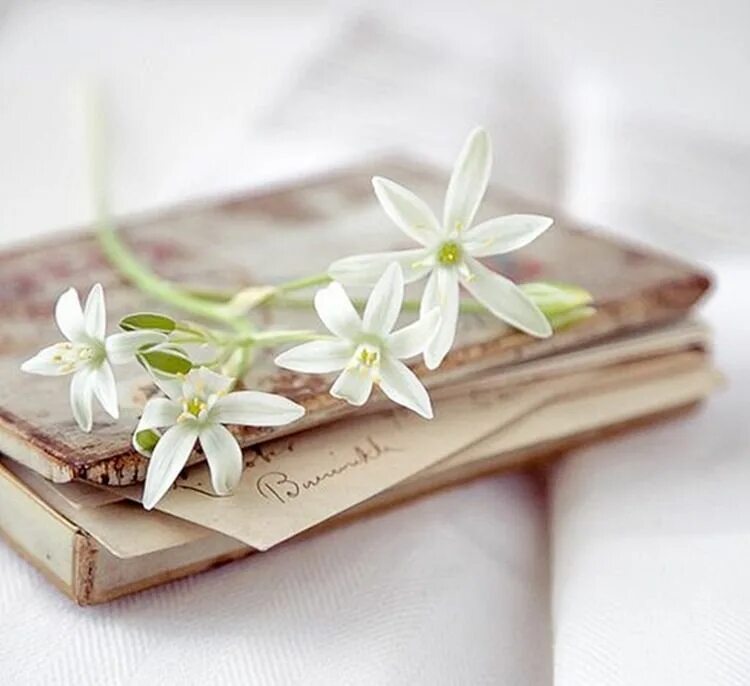 Книга на фоне цветов. Растения полей и лесов книга. Цветы в книжке. Дикие цветы книга. Поливайте цветы книга.