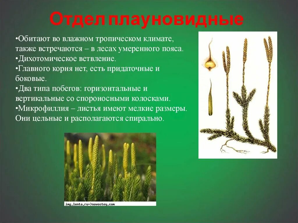 Ткани плаунов. Царство растений отдел Плауновидные. Плауновидные (Lycopodiophyta). Спороносный побег плауна. Плауновидные биология 7.