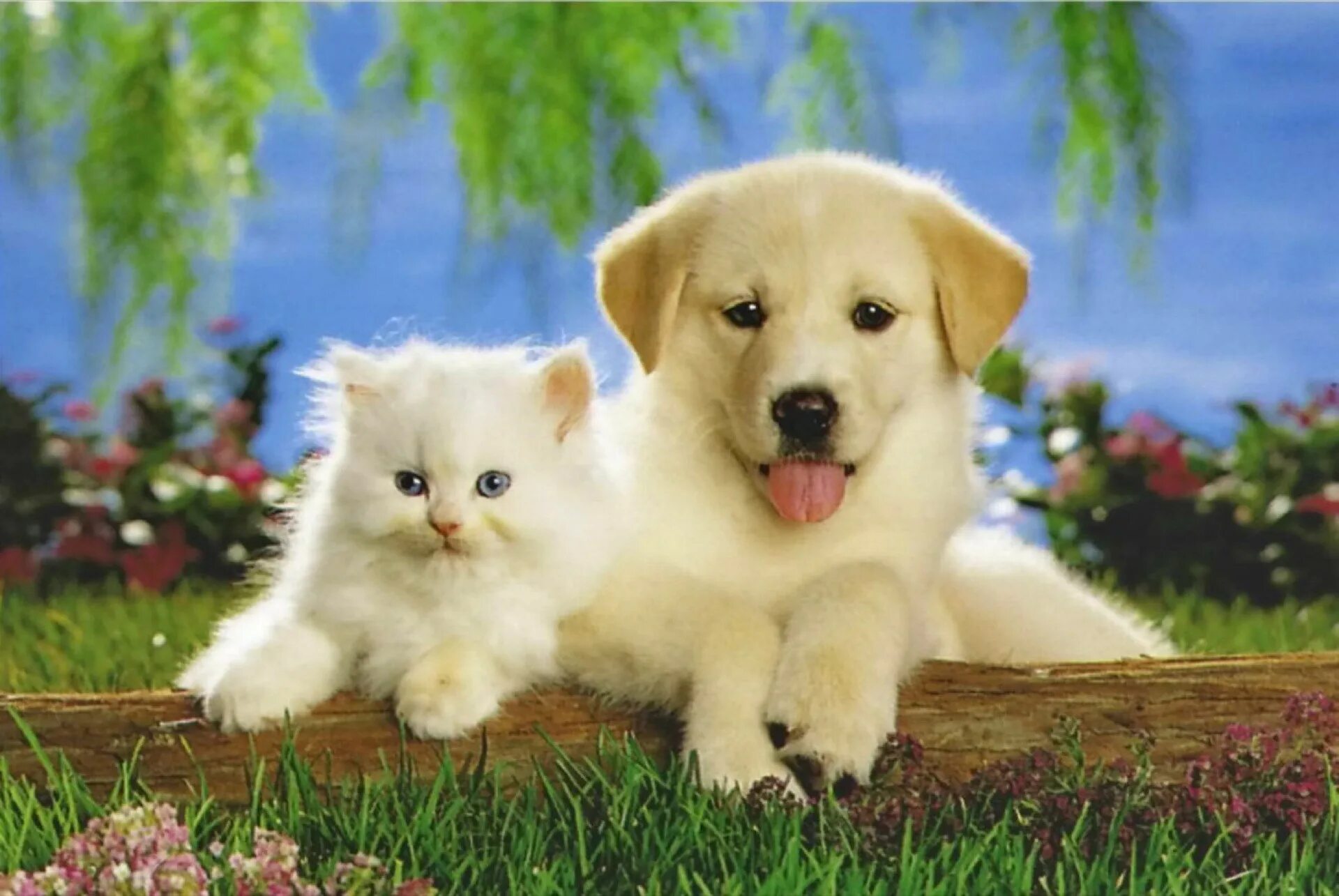 Кошечки собачки мир. Собачки и кошечки. Красивые собаки и кошки. Щенок и котенок. Милые котята и щенки.