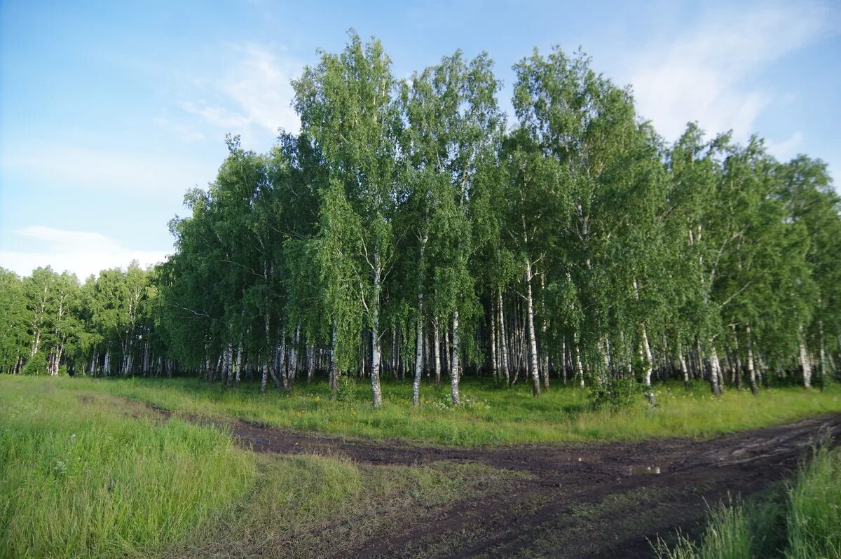 берёзка санаторий спб сиверская. санаторий берёзка ленинградская область. берёзка санаторий спб сиверская. березка спб. тамбасова, 32.
