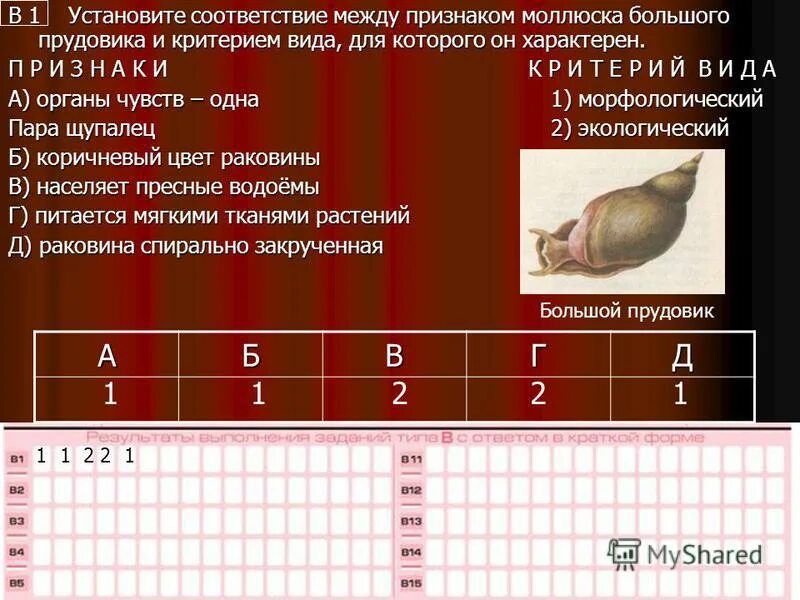 Установите соответствие между признаком ящерицы. Установите соответствие между признаками моллюска большого прудовик. Морфологические признаки большого прудовика.