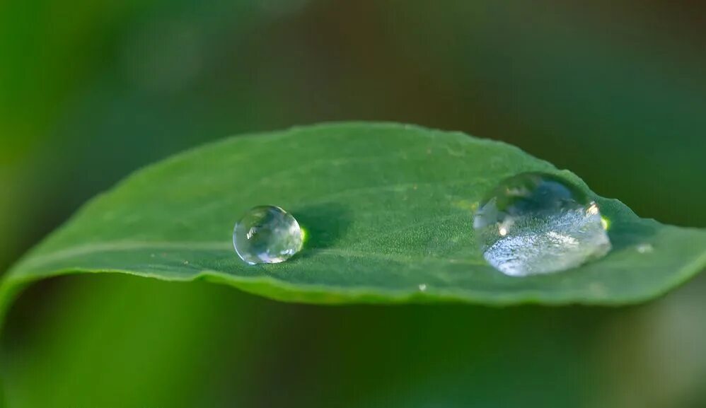 Две капли воды. Капелька. Капля воды. Капля воды фото. Видео капель воды