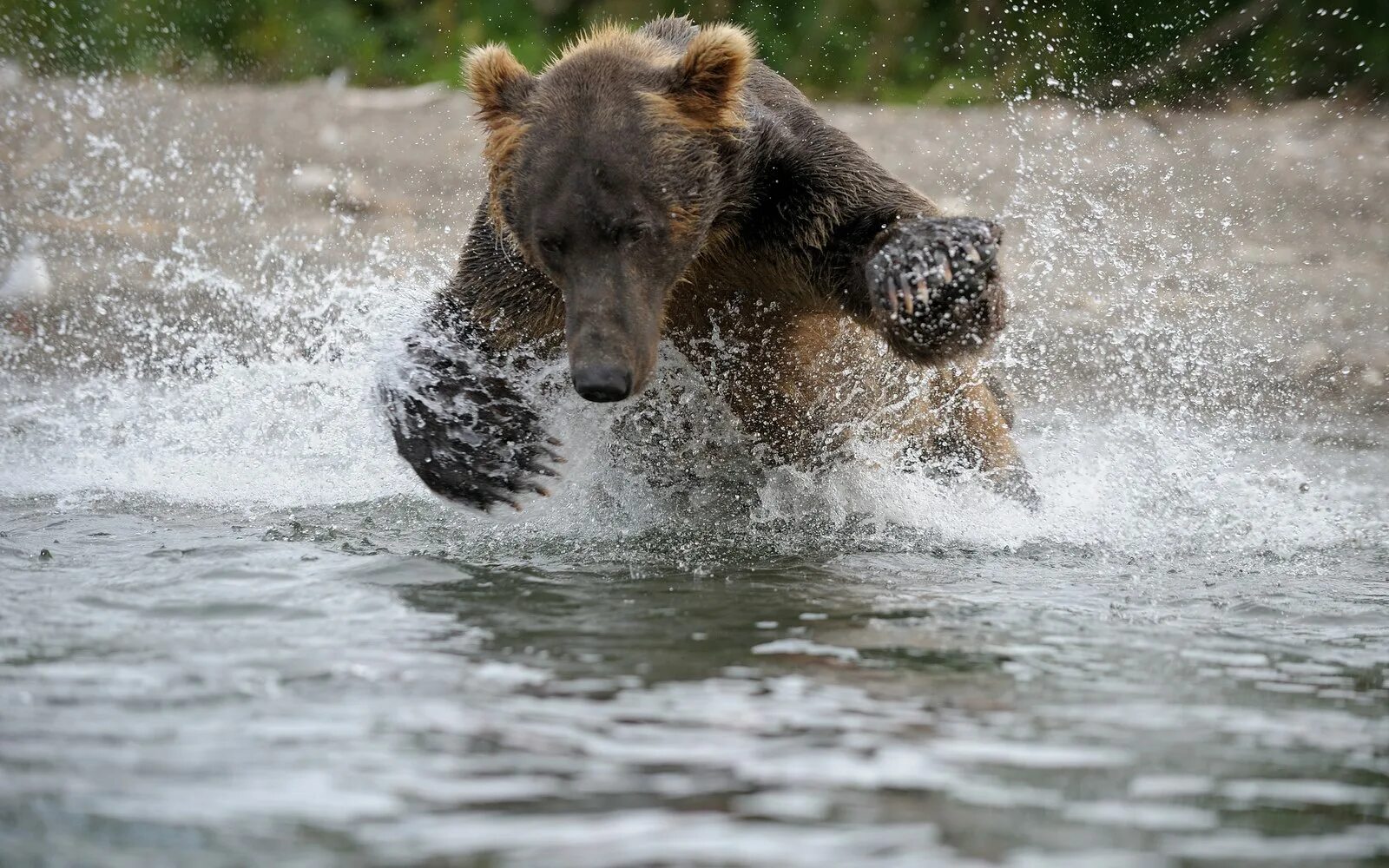 Медведь бежит. Медведь на реке. Медведь бежит по воде. Медведь на рыбалке.