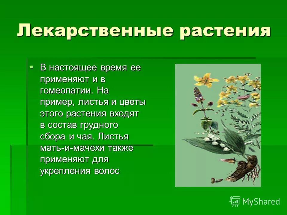 Книги о культурных растениях названия 3 класс