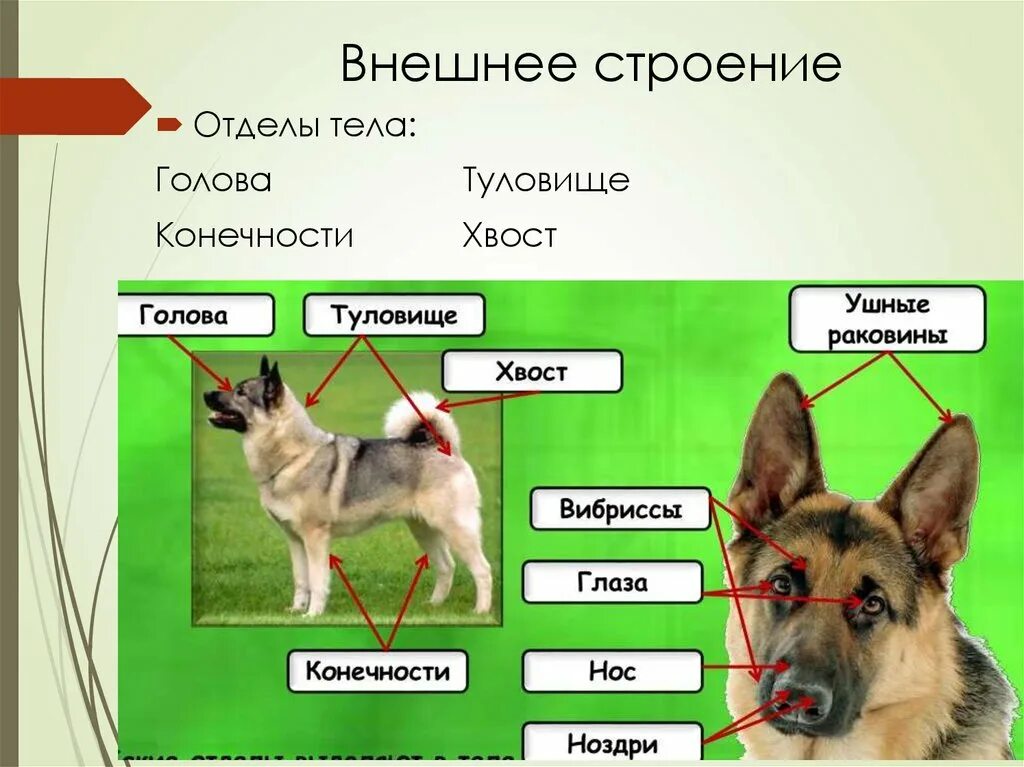 Особенности внешнего строения зверей