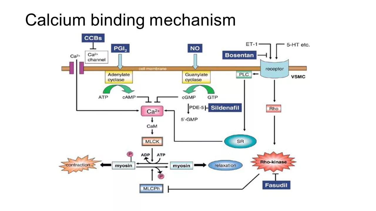 Механизм действия амлодипина. Calcium channel Blockers mechanism of Action. Calcium channel Blocker. Механизм действия амлодипина состоит в. Guanylate cyclase mechanism.