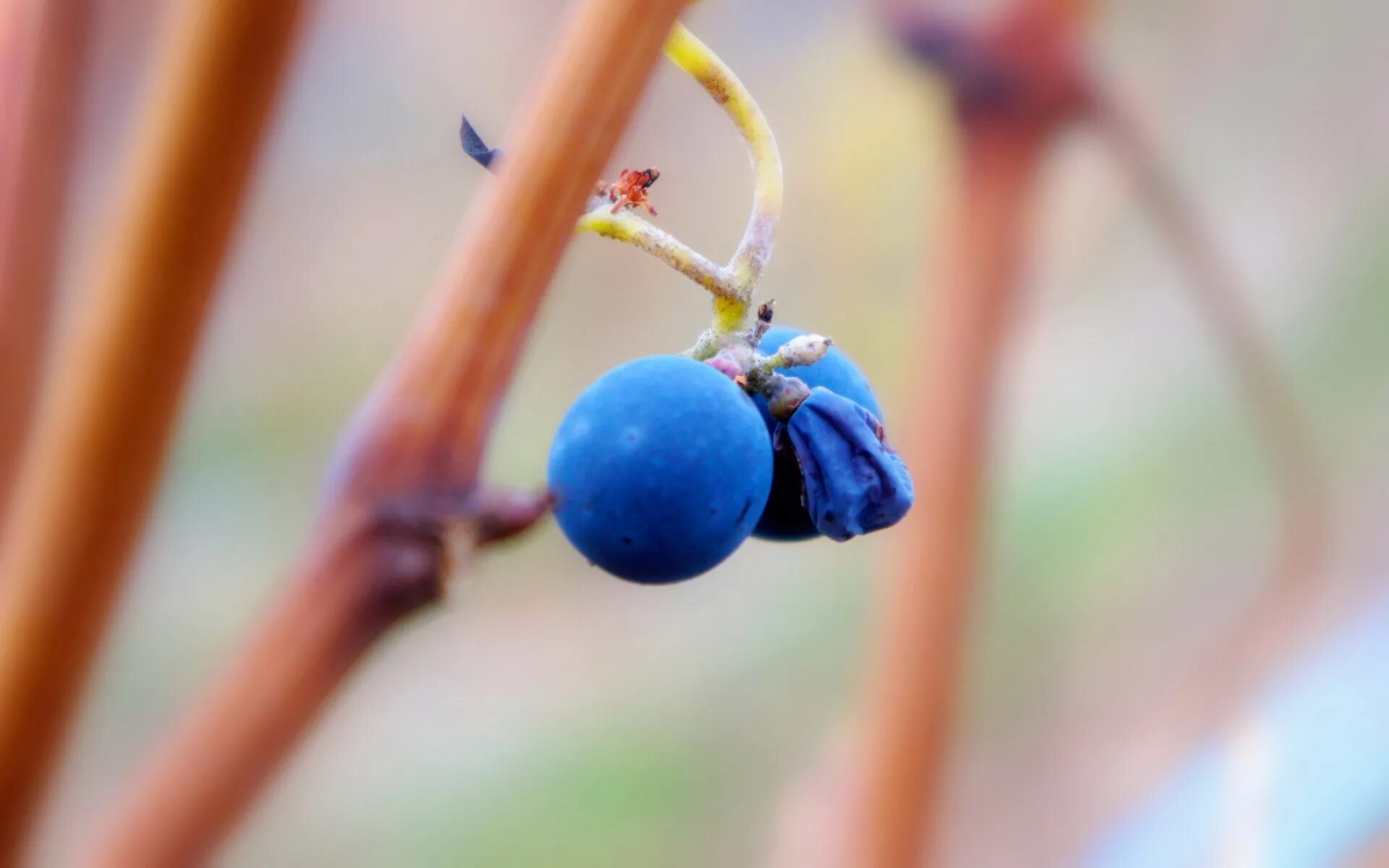 Blue fruit. Макросъёмка круглой ягоды. Явление природы спелые ягоды. Макросъёмка круглой ягоды на ножке. Физалис Макросъемка.