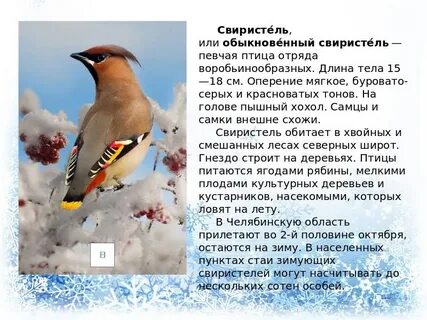 Птица свиристель фото и описание