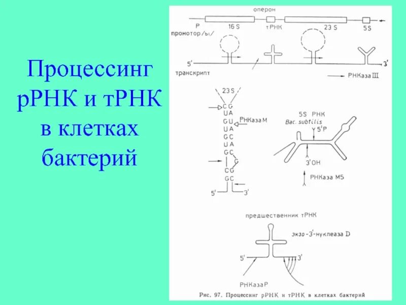 Процессинг ТРНК И РРНК У эукариот. Процессинг пре РРНК. Процессинг ТРНК И РРНК У прокариот. Процессинг РРНК У эукариот. Процессинг синтез