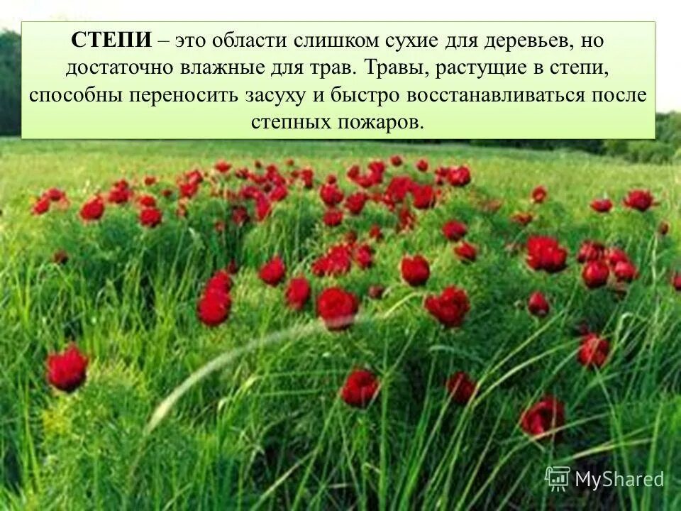 Рассказ о степи. Степи пересказ. Сообщение о степи. Степь информация. Степи пересказ.