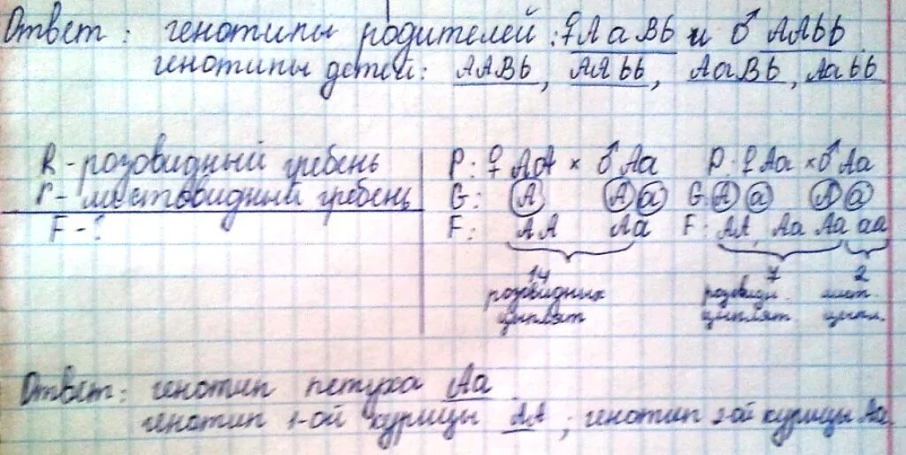 При скрещивании курицы с листовидным гребнем