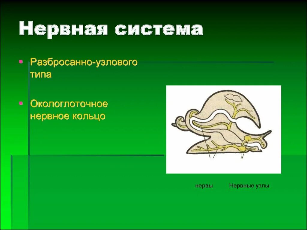 Органы размножения открываются в мантийную полость. Нервная система разбросанно-узлового типа у моллюсков. Узловая нервная система у моллюсков. Нервная система разбросанно-узлового типа. Нервная система Молюски разбросано Узлвого типа.