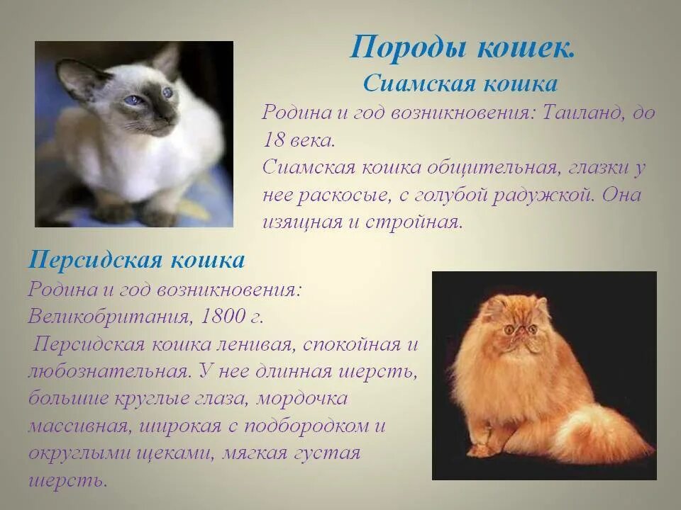 Информация про породы котов. Породы кошек с описанием. Описание кошки. Рассказ кошка. Разных пород.