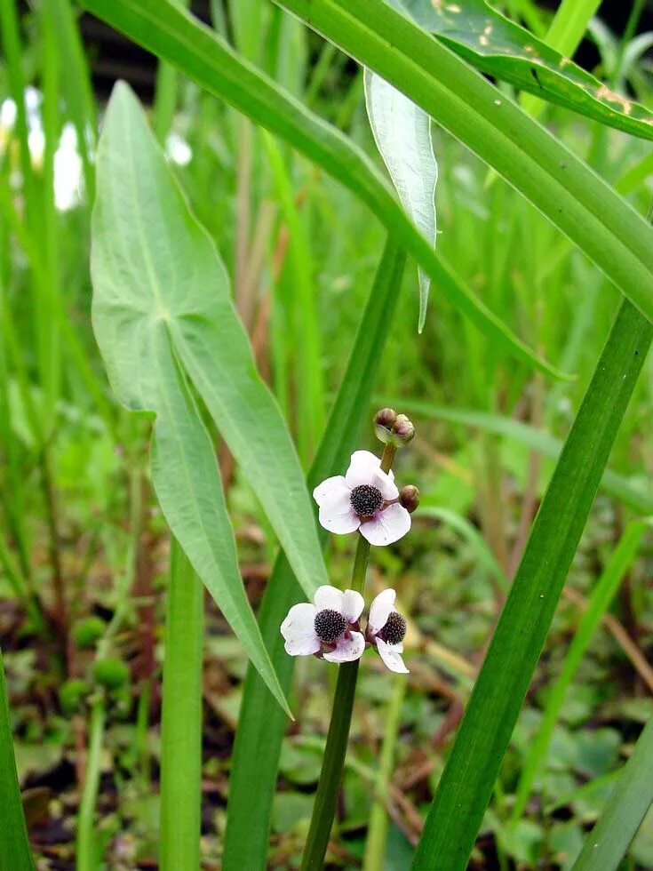 как выглядит цветок стрелолист. стрелолист обыкновенный. как выглядит цветок стрелолист. строколист обыкновенный. стрелолист обыкновенный гидрофит.