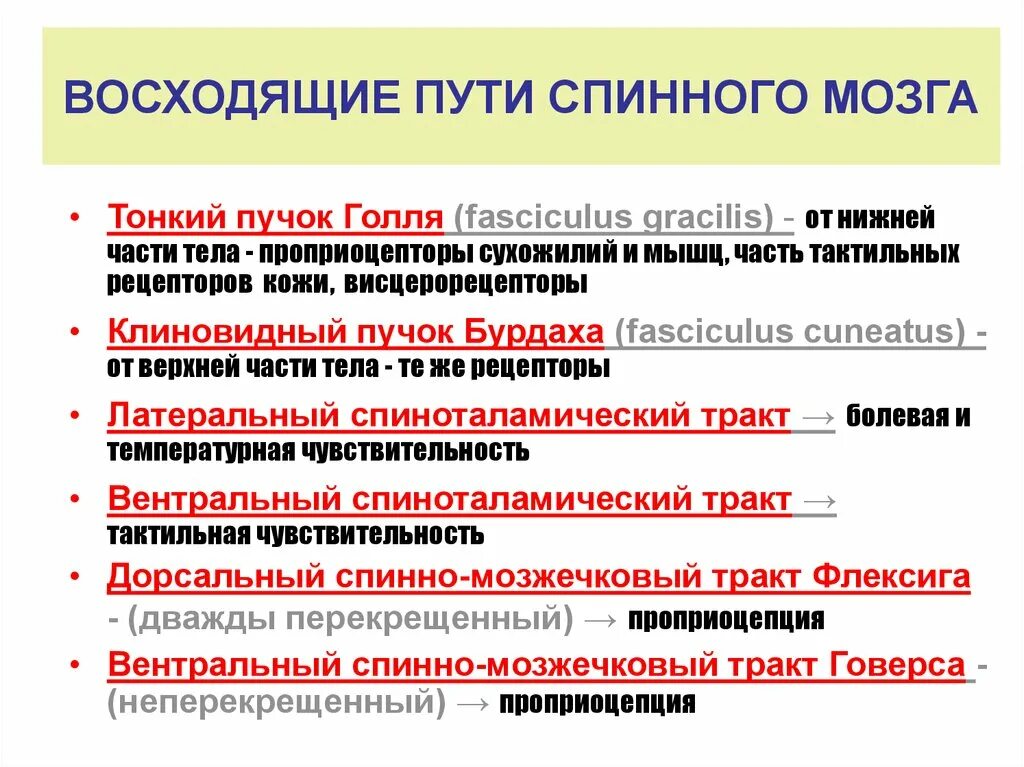 Восходящие пути спинного. Восходящие и нисходящие пути спинного мозга. Восходящий путь спинного мозга. Проводящие пути спинного мозга восходящие и нисходящие.