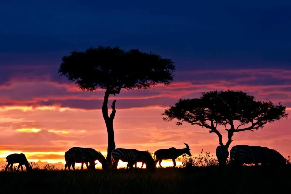 Кения Саванна. ЮАР Саванна. Кения сафари на закате. Саванна Африка закат. See africa