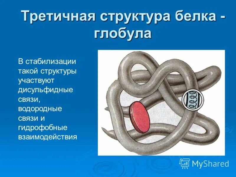 Структура белковой молекулы. Третичная и четвертичная структура белка. Третичная структура белка представляет собой глобулу. Белок третичная структура. Форма третичной структуры белка.