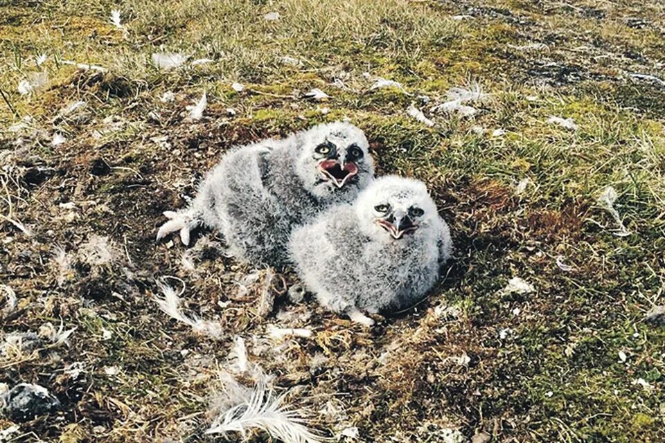 Жуткие животные тундры. Кошка в тундре. Животные тундры блин. Экосистема Ямала.